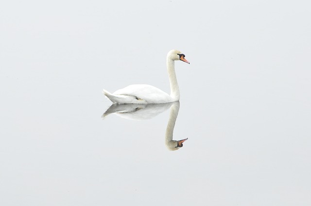 1.8 Simplify - Photography Quick Tutorials Swan Pixelarge