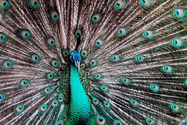 fill-the-frame-quick-photography-tutorials-pixelarge-peacock